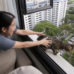 Worried Singapore cat owner reaching to pull tabby cat back from open HDB flat window at high rise floor without cat mesh protection